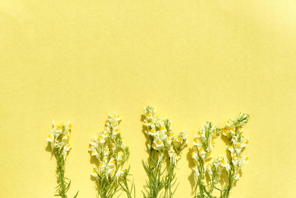 Blooming wildflowers common toadflax at bottom of yellow paper background. - Photo, Image