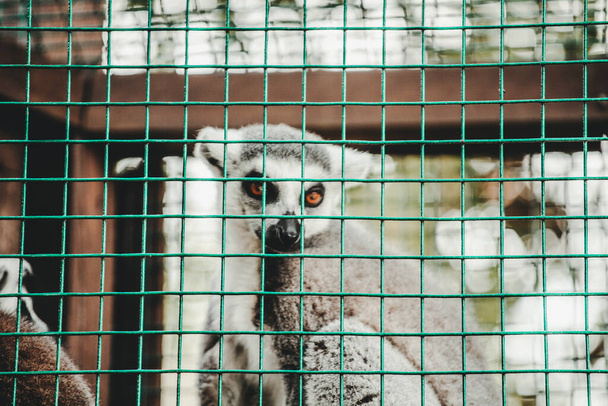 ring-tailed lemur (Lemur catta) in the zoo - Zdjęcie, obraz