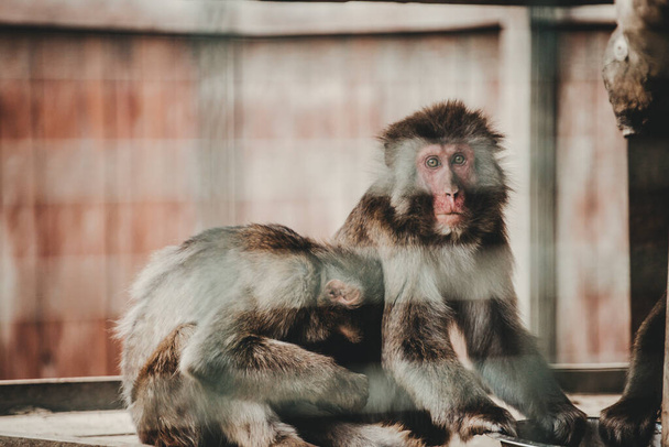 Macac (Macaca) monkey in the zoo - Φωτογραφία, εικόνα