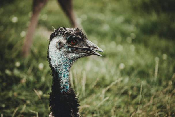 Emu bird (Dromaiinae) portrait in nature - Foto, imagen