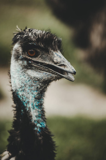 Emu bird (Dromaiinae) portrait in nature - Фото, изображение