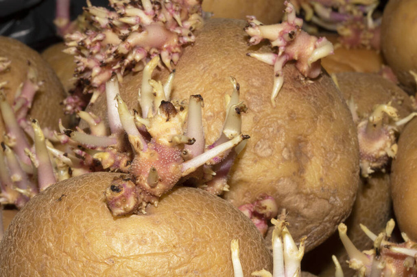 Kartoffeln, die zu keimen und zu wurzeln begonnen haben - Foto, Bild