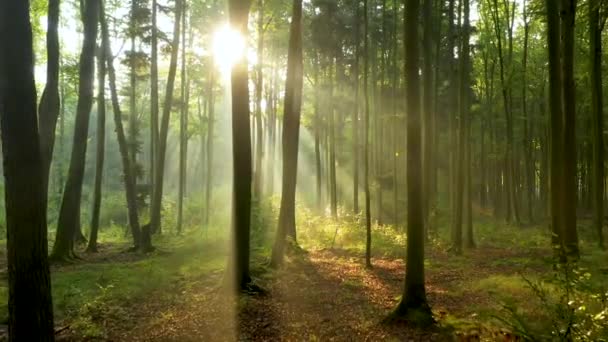 Beautiful sunlight in the forest aerial shot - Footage, Video