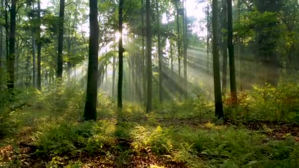 Hermosa luz del sol en el bosque tiro aéreo - Metraje, vídeo