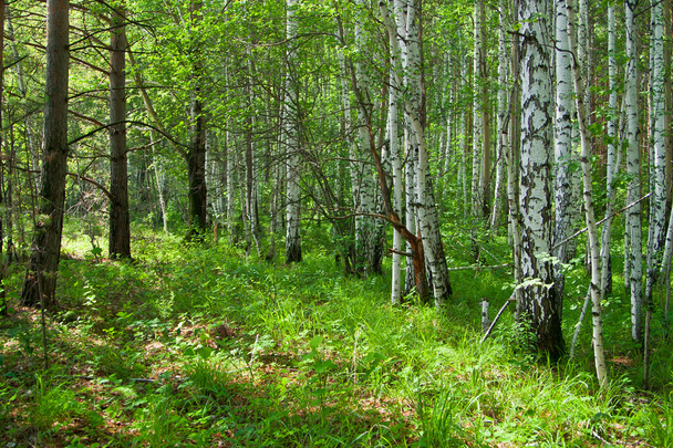 Forest - Foto, Bild
