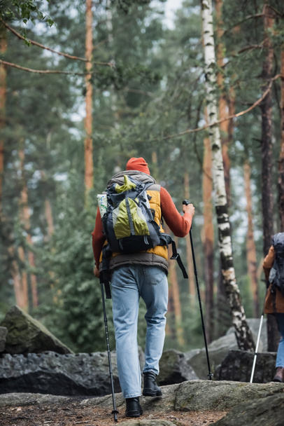 back view of man walking with hiking sticks near woman in woods - Fotoğraf, Görsel