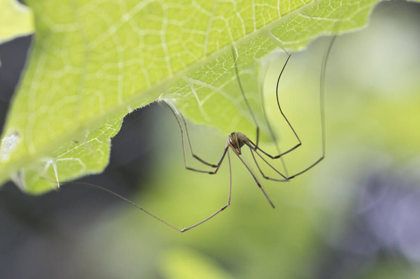 Daddy Long Legs Spider Royalty-Free Images, Stock Photos & Pictures