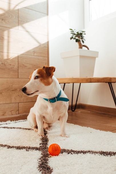 the jack Russell cable is white and brown . shot in a home interior - Фото, изображение