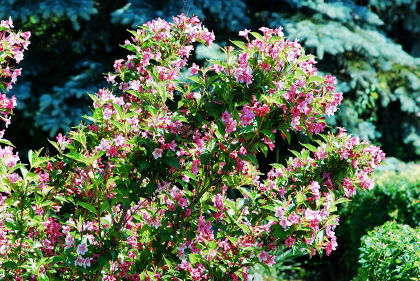 Flowers of Weigela hortensis in Lithuanian village - Photo, Image