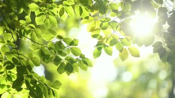 Verse groene boomtak op zonnige dag - Video