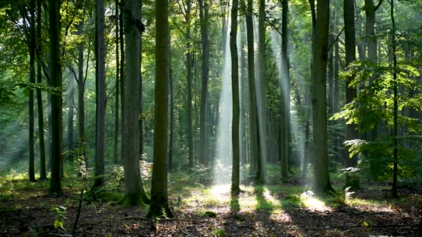 Prachtig zonlicht in het bos luchtfoto - Video