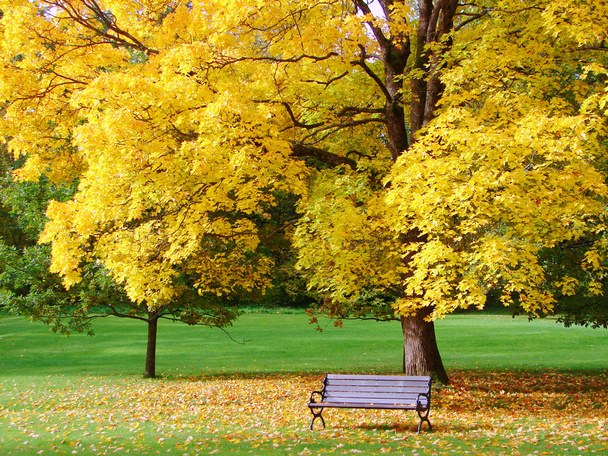 πάγκο και ο σφένδαμνος, στο πάρκο της πόλης, το φθινόπωρο - Φωτογραφία, εικόνα