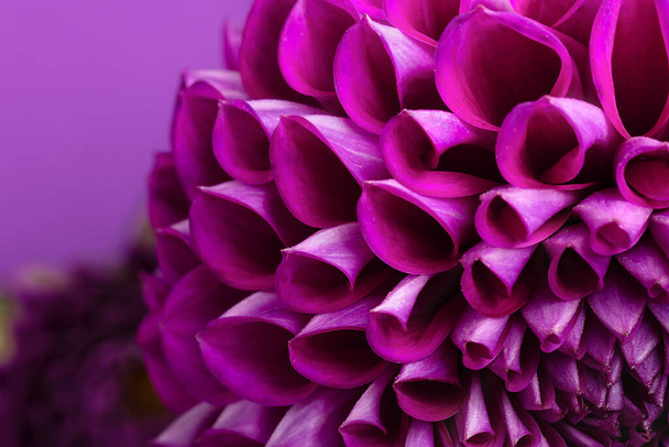 επιλεκτική εστίαση στα μοβ πέταλα λουλουδιών από κοντά. Αφηρημένη κάρτα λουλουδιών - Φωτογραφία, εικόνα