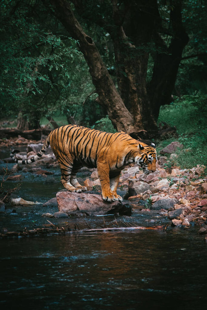 A vertical shot of a tiger near the river in a forest - Foto, Imagem