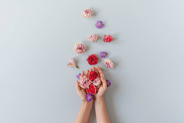 Γυναικεία χέρια κρατήσει τριαντάφυλλο μπουμπούκια λουλουδιών σε μπλε φόντο. Επίπεδη lay, κορυφή προβολή άνοιξη ήρωας header φόντο. - Φωτογραφία, εικόνα