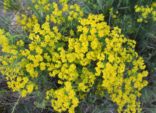 In the spring of wild herbs, Euphorbia cyparissias blooms - Photo, Image