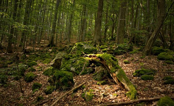 木材の蘚苔類 - 写真・画像