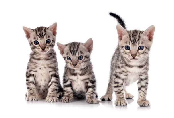 bengal kitten in de voorkant van witte achtergrond - Foto, afbeelding