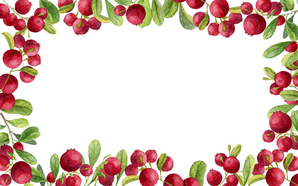 Watercolor cranberry frame - 写真・画像