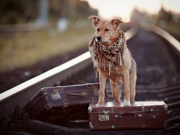 Punainen koira kiskoilla matkalaukkujen kanssa
. - Valokuva, kuva