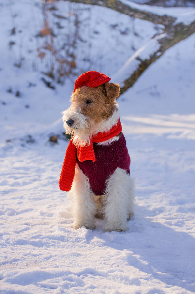 Noel kıyafetli tel saçlı tilki teriyeri kışın ormanda karda yürüyor. Yılbaşında Noel Baba şapkası takan evcil köpek. Takvim ve tebrik kartı resmi. - Fotoğraf, Görsel