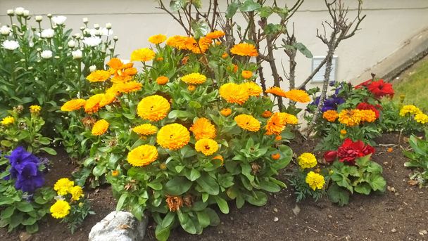  Beau mélange de Calendula Begonias Roses et fleurs dans un jardin clos en Irlande - Photo, image