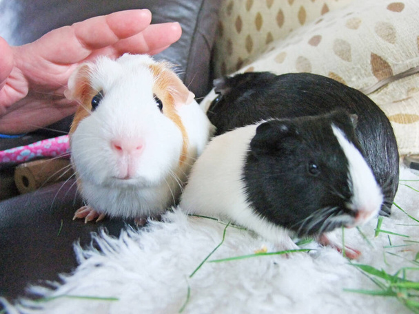 Черно-белые и коричнево-белые свиньи, питающиеся травой  - Фото, изображение