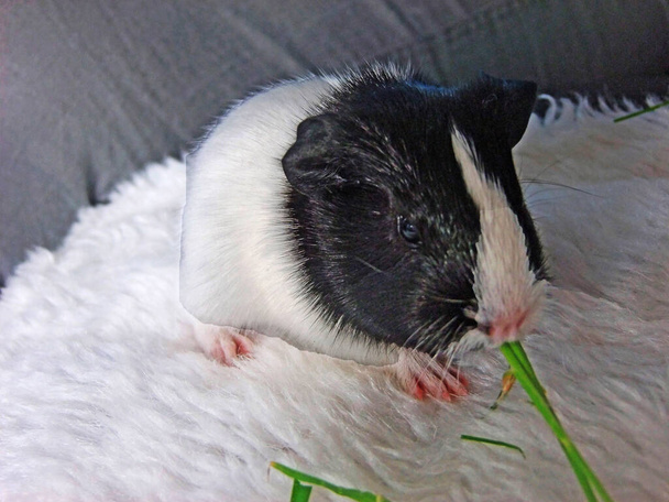 Zwarte en witte en bruine en witte Guinese varkens die gras eten op  - Foto, afbeelding