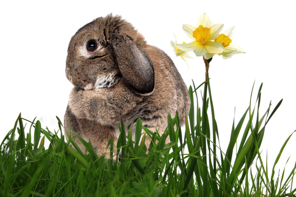 ładny królik w zielonej trawie z wiosną żółte żonkile isol - Zdjęcie, obraz