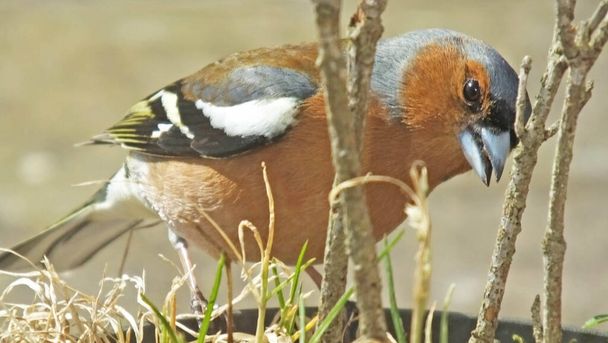 Common chaffinch feeding from the ground  - Fotó, kép