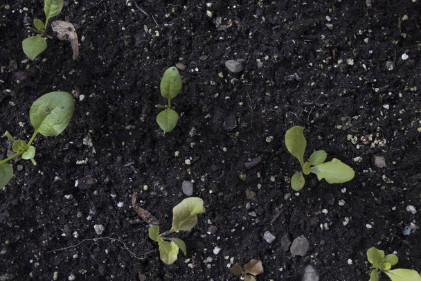 A top view of green seedlings planted in the black soil - 写真・画像