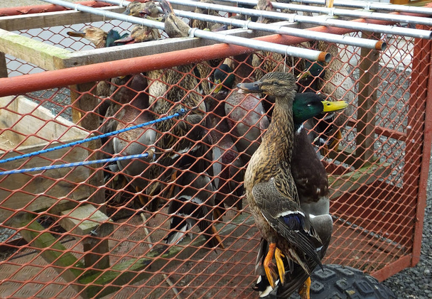 Shooting Ducks at a shoot in Co. Antrim Northern Ireland 2017 - Photo, Image