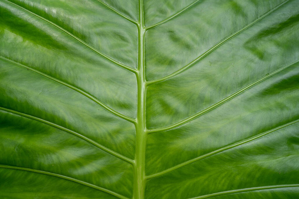 A closeup shot of a green big leaf - Fotó, kép