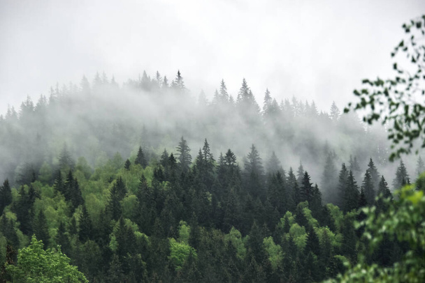 A beautiful view of green hills with dense forests in a fog - Fotó, kép