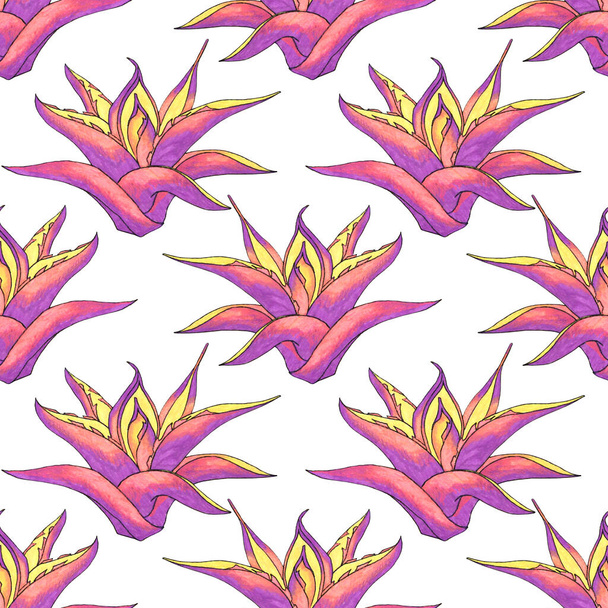 Patrón inconsútil haworthia suculenta rosa y púrpura o aloe vera planta casera en blanco. Arte creativo dibujado a mano fondo para tarjeta, pegatina, papel pintado, textil o envoltura - Foto, imagen
