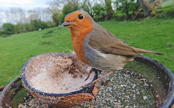 The European robin feeding from an Insect Suet on a bird table i - Photo, Image