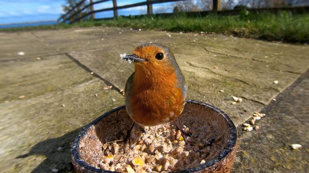 European robin feeding from Insect Coconut Suet Shell in UK - Photo, Image