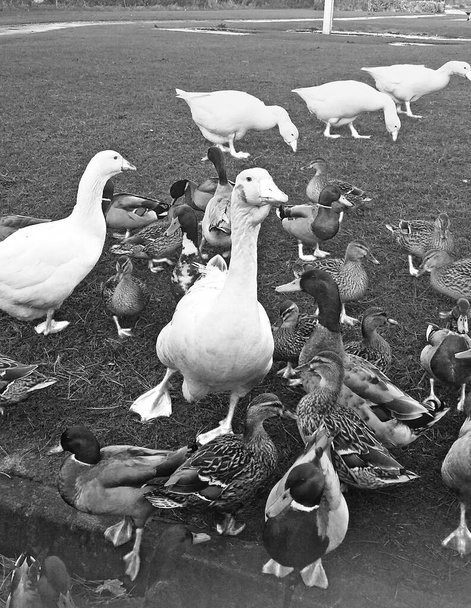 Hanhet ja Mallard Ducks Irlannissa - Valokuva, kuva