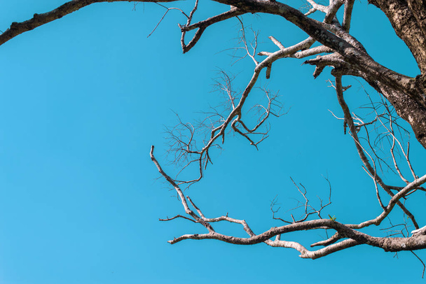 Dry tree branch with cracked with clear blue sky,Beautiful background and texture - Fotografie, Obrázek