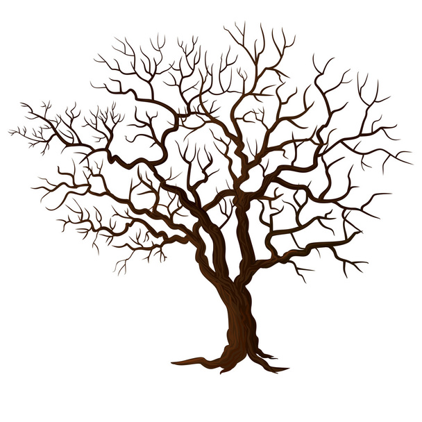 Дерево без листя ізольоване на білому
 - Вектор, зображення