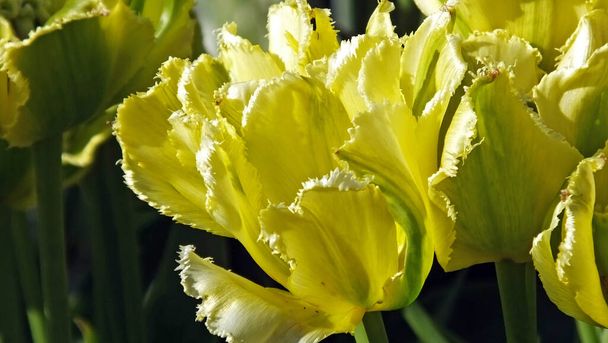 Verde Jay Tulips em jardins murados  - Foto, Imagem