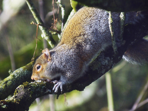 Szürke mókus egy fán Írországban - Fotó, kép