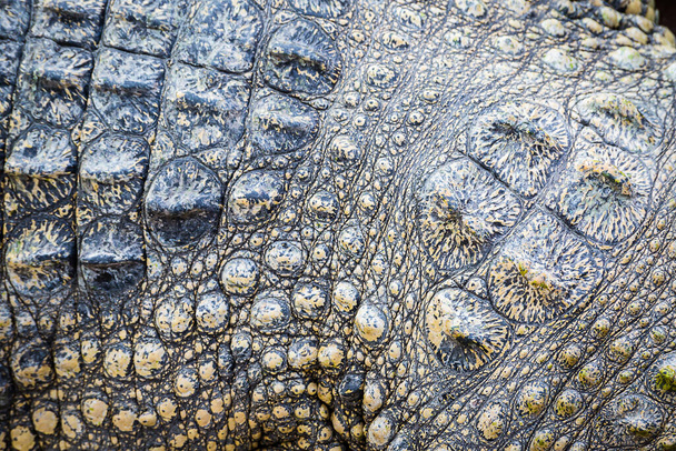 texture of crocodile skin, Stock image