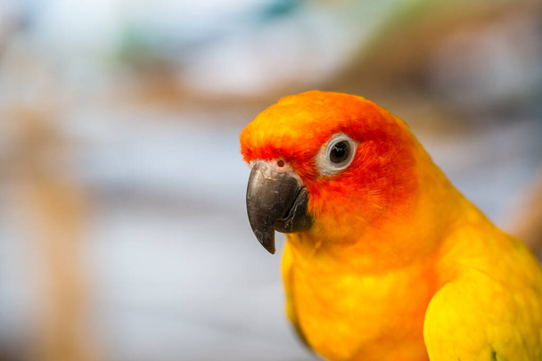 Close up head and mouse of Sun Parakeet or Sun Conure yellow and orange parrot bird - Photo, Image