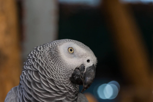 Обличчя й погляд африканського сірого папуги сидять на деревині в громадському парку. - Фото, зображення