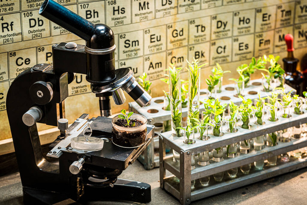 Chemical laboratory with microscope and plants. Practical chemistry classes. - Φωτογραφία, εικόνα