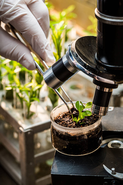 Chemical laboratory exploring new methods of plant breeding. Practical chemistry classes. - Fotografie, Obrázek
