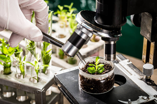 School laboratory exploring new methods of plant breeding. Practical chemistry classes. - Fotó, kép
