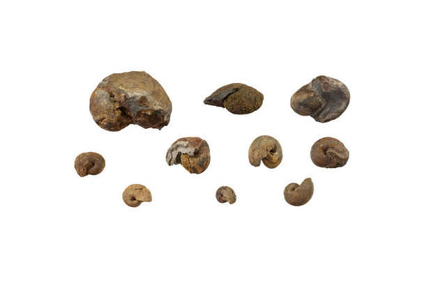 Skamieniałości ślimaków Hispanosinuitów peeli, ze Środkowego Ordovician. Izolacja - Zdjęcie, obraz