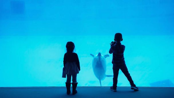 シルエット兄弟姉妹は、名古屋水族館でイルカを泳いでいる映像を見て記録します。遊園地の海の動物. - 写真・画像